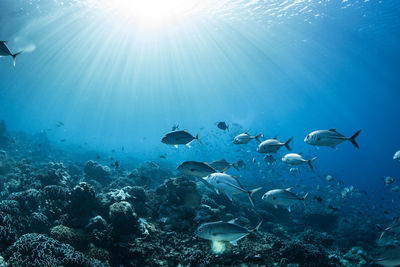 Flock of fish swimming in sea