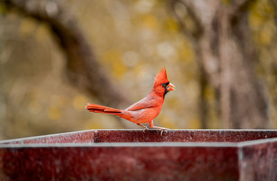 Close-up of bird perching on wall