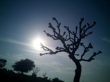 Low angle view of trees against sky