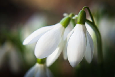 Close-up of white flowering plant