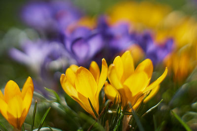 Close-up of yellow crocus flowers on field