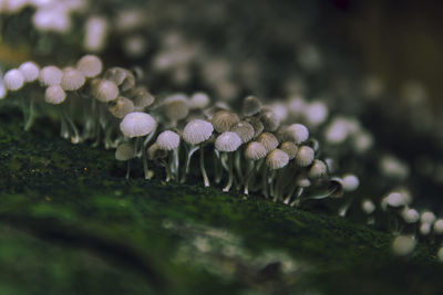 Close-up of plant growing on field