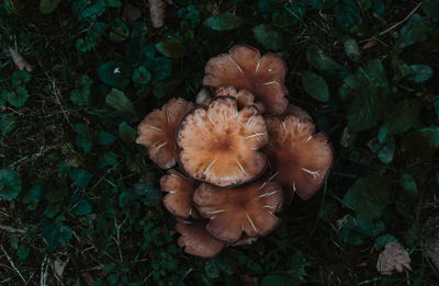 High angle view of mushrooms growing on plant