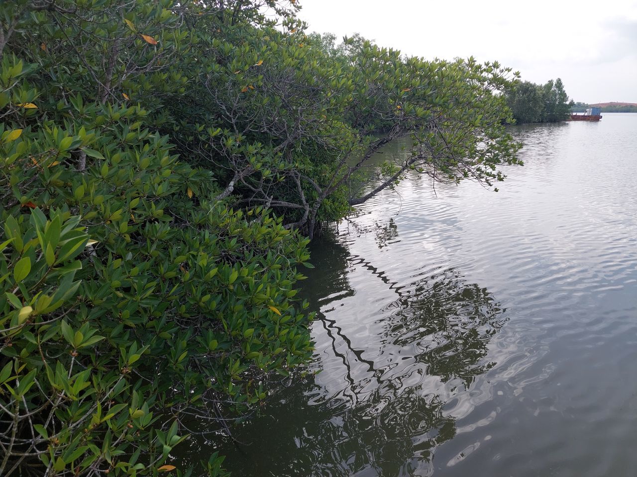 Mangrove #mangrove Tree Water Lake Reflection Sky Grass First Eyeem Photo
