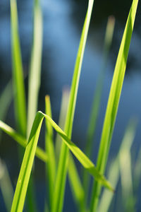 Close-up of fresh green grass