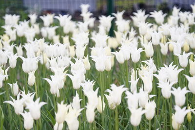 Close-up of white flowers blooming in field