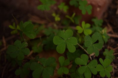 Close-up of fresh green plant