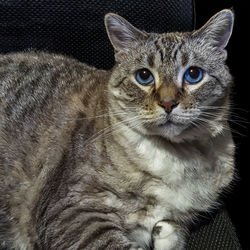 Close-up portrait of tabby cat