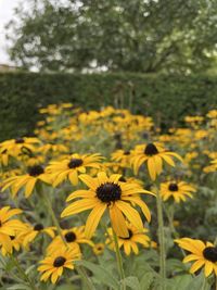 Close-up of yellow flowering plant on field