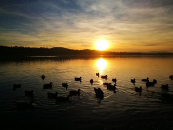 Swans swimming in lake against sky during sunset
