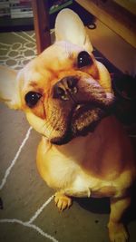 Dog with dog in background