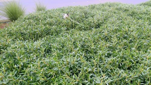 Full frame shot of plants growing on field