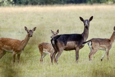 Deer standing on grassy field
