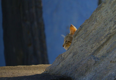A cat hid behind a steep cliff waiting for prey, way to hunt wild animals