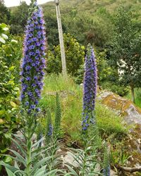 Purple flowering plants in garden