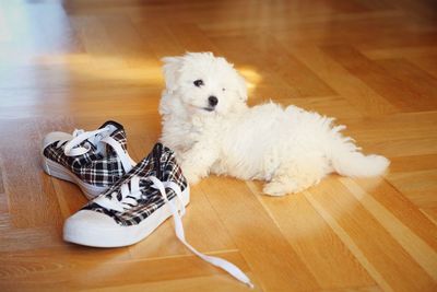 High angle view of dog by shoe on hardwood floor