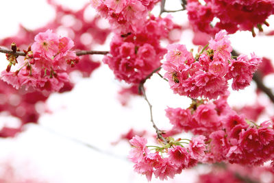 Close-up of pink cherry blossom