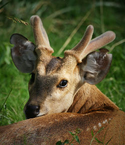 Close-up portrait of deer