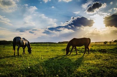 Full length of horses grazing on field against cloudy sky during sunset