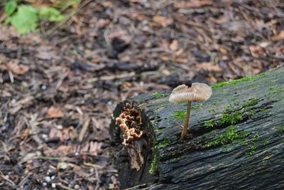 Close-up of snake on plant