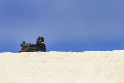 Low angle view of bird perching against clear sky