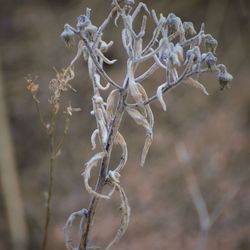 Close-up of frozen plant