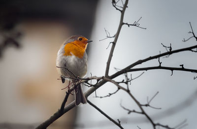 Close-up of bird perching on branch