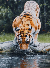 Tiger drinking from a pond