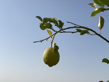 Low angle view of a lemon growing on tree against sky