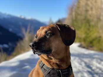 Close-up of a dog looking away