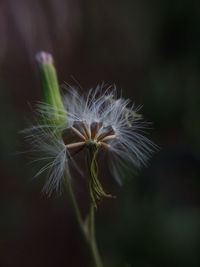 Close-up of dandelion on plant