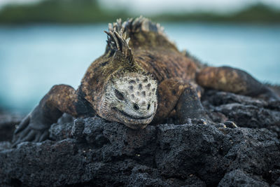 Close-up of marine iguana on rock