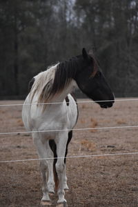 Close-up of horse standing on field