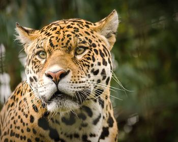 Close-up of jaguar looking away