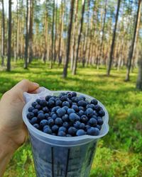 Cropped image of person holding fruits