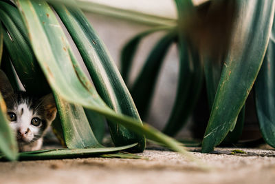 Portrait of kitten relaxing amidst plants on footpath