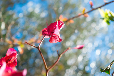 Close-up of red flower blooming on tree