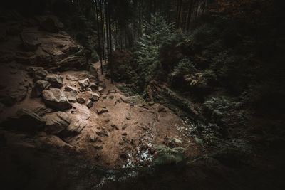 High angle view of rocks and trees in forest