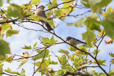 Low angle view of bird perching on tree