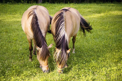 Sheep grazing on field
