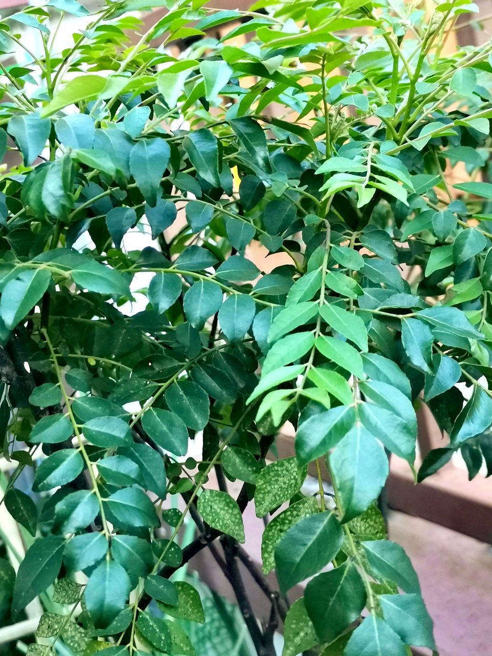 leaf, plant part, green, growth, plant, nature, flower, beauty in nature, day, tree, no people, produce, freshness, outdoors, shrub, food, food and drink, close-up, fruit