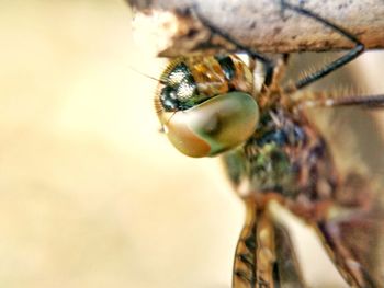 Close-up of insect