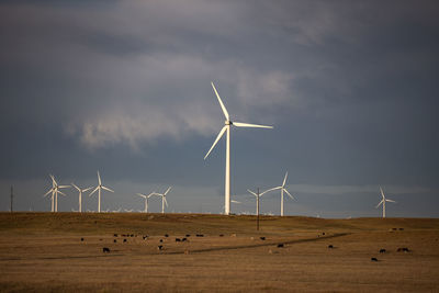 Colorado wind farm with cattle right before storm