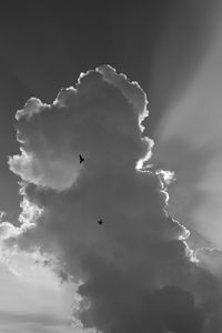 Low angle view of bird flying in sky