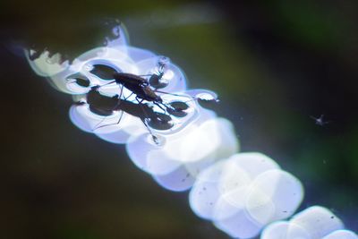 Close-up of insect on water