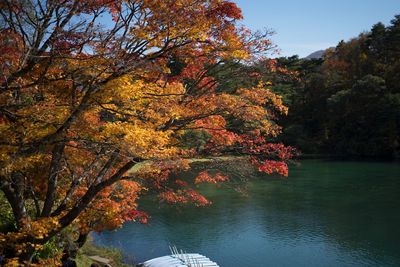 Autumn tree by lake against sky