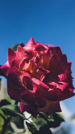 Close-up of pink rose