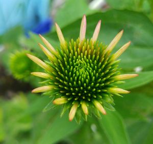 Close-up of flower blooming outdoors