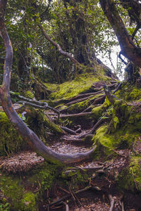 Trees growing in forest