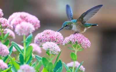 Close-up of bird perching on flower